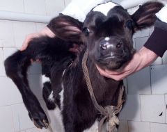 Calf with five legs