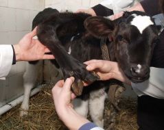 Calf with five legs