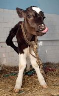Calf with five legs