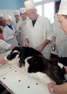 Calf with five legs