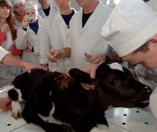 Calf with five legs