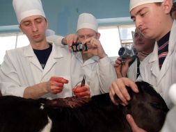 Calf with five legs