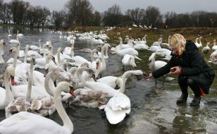 Swans