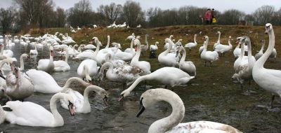 Swans