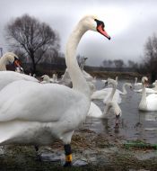 Swans