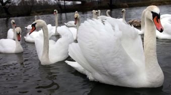 Swans