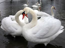 Swans