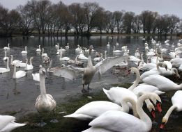 Swans