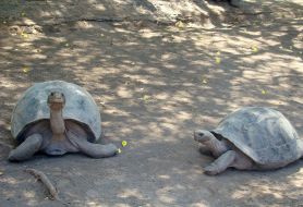 Tortoises
