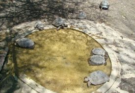 Tortoises
