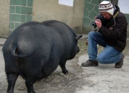 Photographer shoots Funtik hog