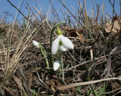 Snowdrops