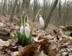Snowdrops