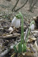 Snowdrops