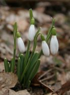 Snowdrops