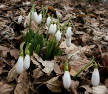 Подснежники
