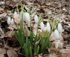 Подснежники
