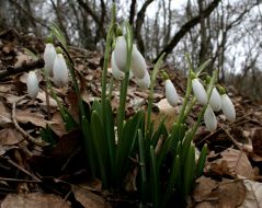 Подснежники