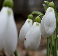 Подснежники