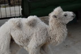 Верблюжонок-альбинос