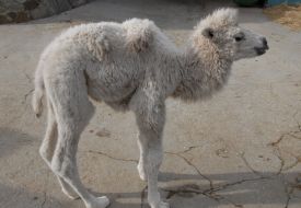 Верблюжонок-альбинос