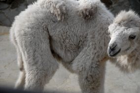 Верблюжонок-альбинос