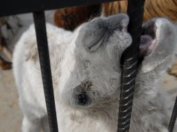 Верблюжонок-альбинос