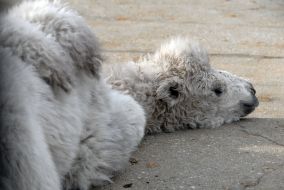 Верблюжонок-альбинос