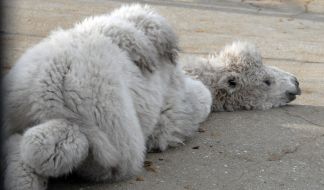 Верблюжонок-альбинос