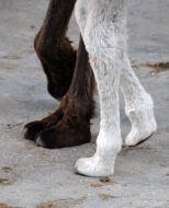 Верблюжонок-альбинос