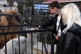 Верблюд-альбинос