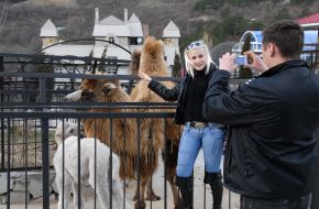 Верблюд-альбинос