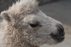 Верблюжонок-альбинос