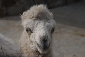 Верблюжонок-альбинос