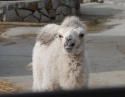 Верблюжонок-альбинос