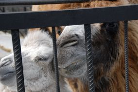 Верблюжонок-альбинос