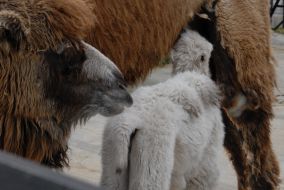 Верблюжонок-альбинос