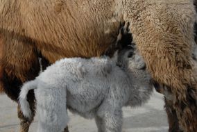 Верблюжонок-альбинос