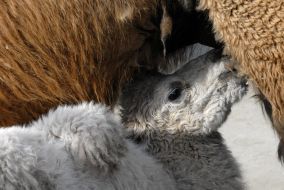 Верблюжонок-альбинос