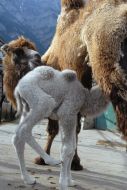 Верблюжонок-альбинос