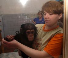 A new chimpanzee in the Kharkov zoo