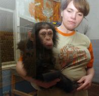 A new chimpanzee in the Kharkov zoo