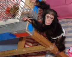 A new chimpanzee in the Kharkov zoo