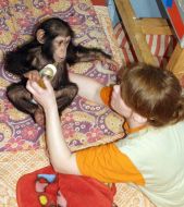 A new chimpanzee in the Kharkov zoo