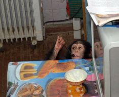A new chimpanzee in the Kharkov zoo