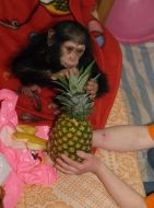 A new chimpanzee in the Kharkov zoo
