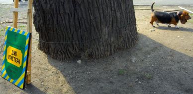 Дуб Кристера