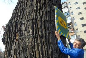 Дуб Кристера