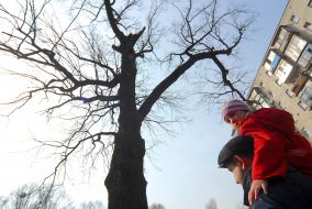 Дуб Кристера