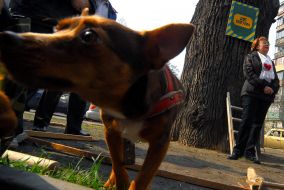 Акция ”Не дай дуб!”